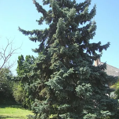 Lägenhet Gyongyvirag Vendeghaz *